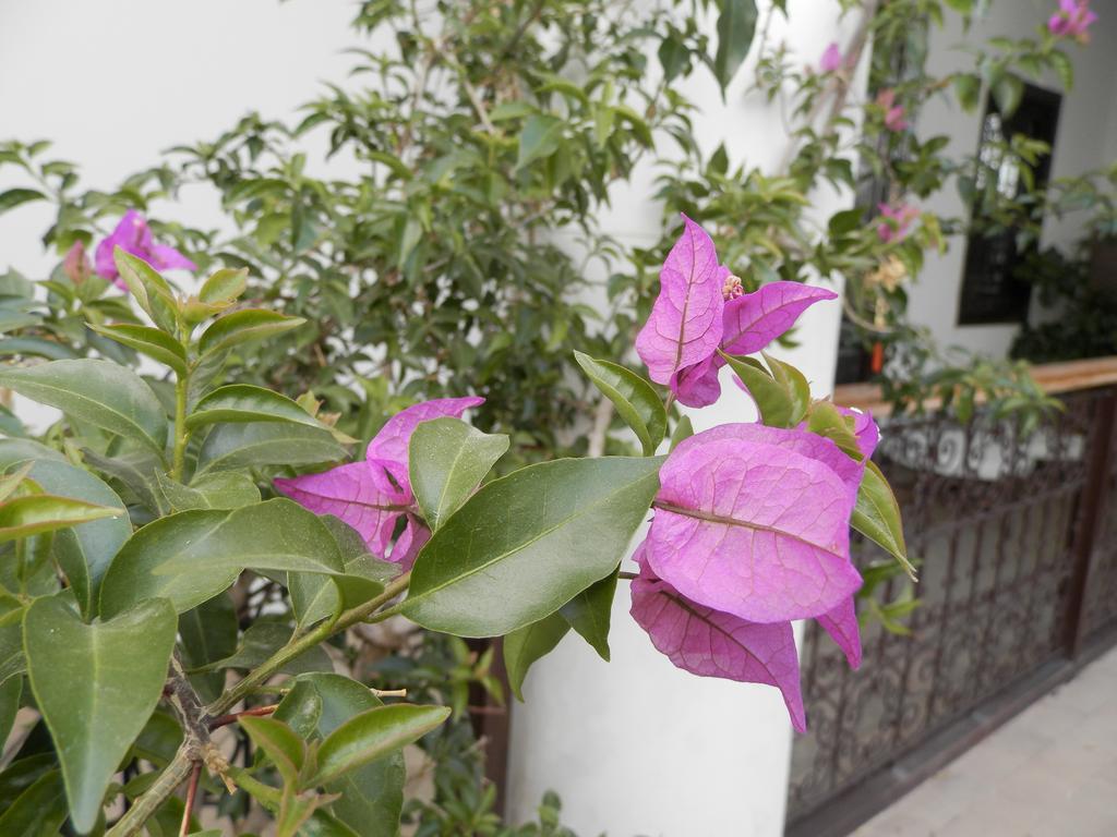 Riad Ailen Marrakesz Zewnętrze zdjęcie